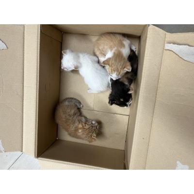 【30,000円】保護猫活動支援～望まれず生まれる命を無くし、行き場を失った猫たちの幸せ探し～