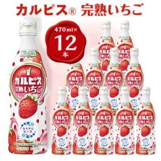 「カルピス(R)完熟いちご」プラスチックボトル470ml 12本