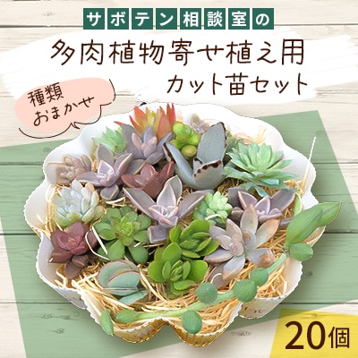 サボテン相談室の多肉植物寄せ植え用カット苗セット(20個)