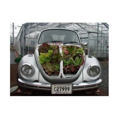 サボテン相談室のキリンさん多肉植物寄せ植え(種類おまかせ)