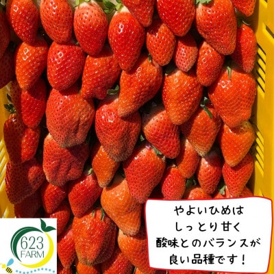 いちご(やよいひめ)　1箱(4パック入)