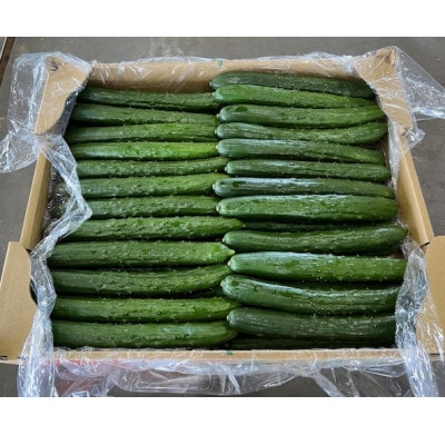群馬県館林産 きゅうり　5kg(50本)9月～11月