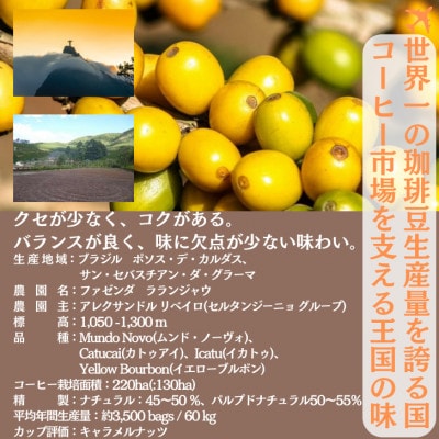ブラジル ブルボンアマレロ 500g ×2【ペーパーフィルター用の中挽き】