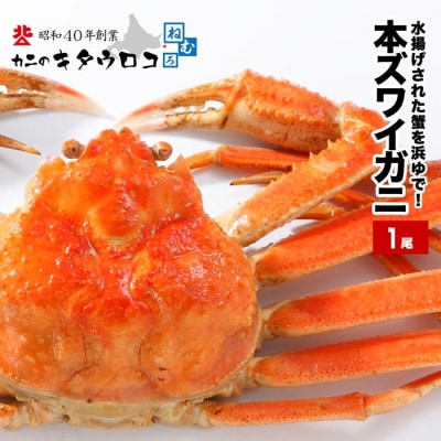 浜ゆで本ズワイガニ600～700g前後×1尾 A-25019