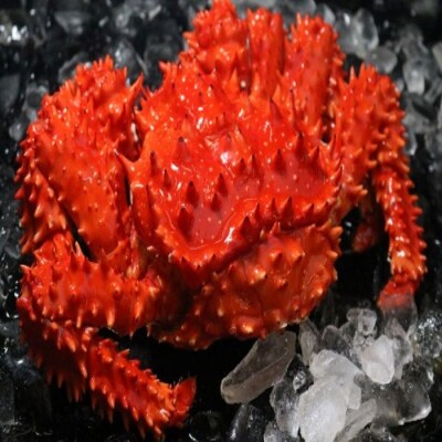浜ゆで花咲がに活時1kg～1.7kg前後×1尾 C-60014