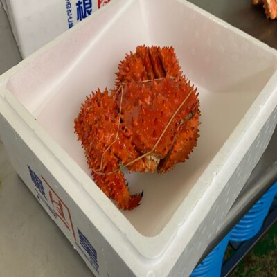 浜ゆで花咲がに活時1kg～1.7kg前後×1尾 C-60014