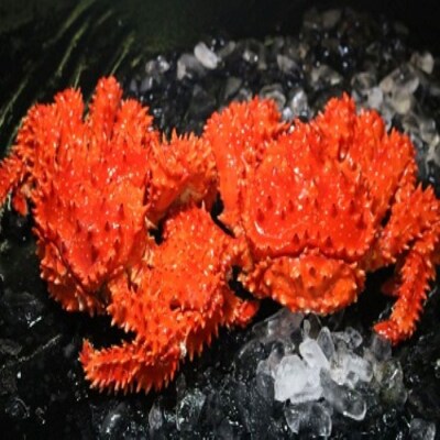 浜ゆで花咲がに活時1kg～1.7kg前後×2尾 D-60010