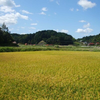 地元産米「千本錦」 美和桜 大吟醸酒 720ml