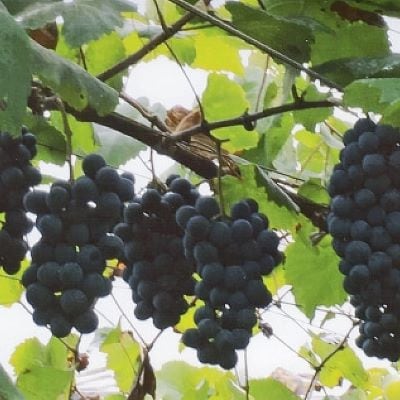 マスカット・ベーリーA　ヴィンヤード(赤ワイン)　3種飲み比べセット