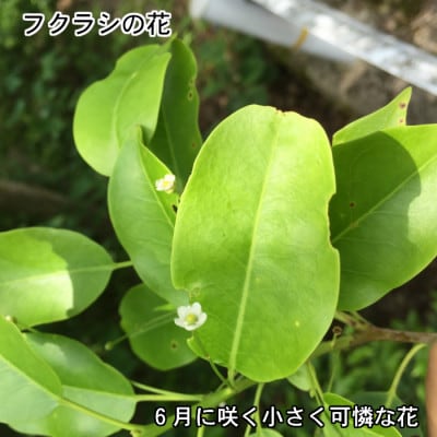 国産 純粋はちみつのふくらし蜂蜜 1200g×1