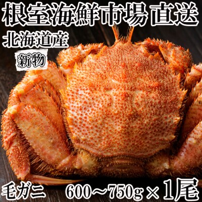 ボイル毛がに600～750g×1尾 C-28034