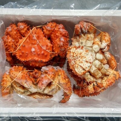 【北海道根室産】花咲ガニ450g×5尾 C-57050
