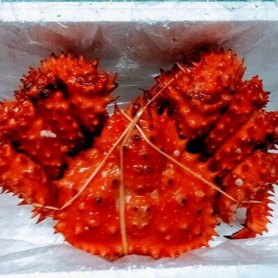 【北海道根室産】花咲ガニ1.5kg前後(チルド便) D-57037