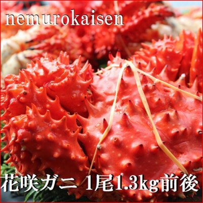 【北海道根室産】花咲ガニ1.3kg前後 D-57038