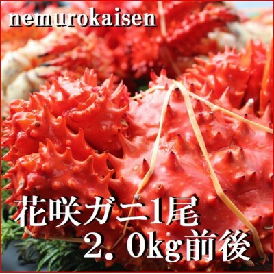 【北海道根室産】花咲ガニ2kg前後 E-57003