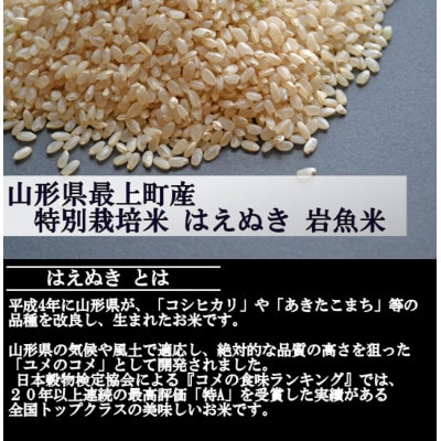 【令和5年産】特別栽培米はえぬき　玄米 10kg　山形県産　西塚農場のお米