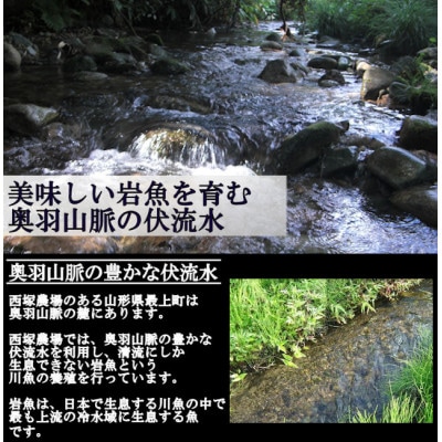 冷凍岩魚(腹抜き)　10尾
