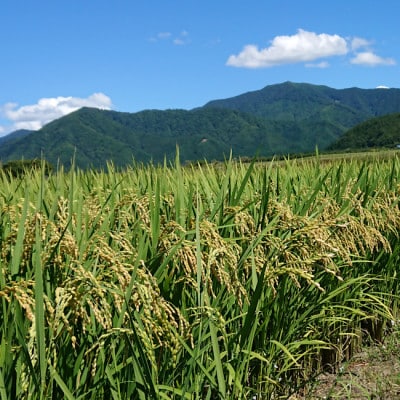 【さとふる限定】令和6年産　あきたこまち　白米20kg　山形県産　西塚農場のお米