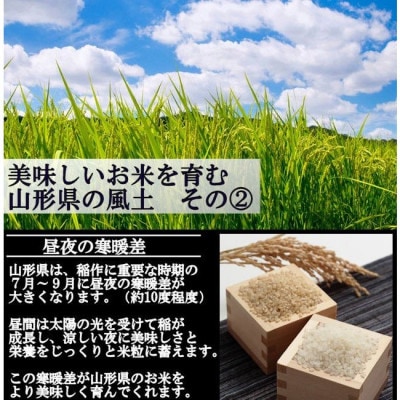 【さとふる限定】新米先行受付　令和7年産 慣行栽培米 山形95号　白米 20kg　山形県産　西塚農場