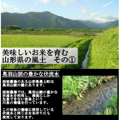 【令和6年産】 慣行栽培米 山形95号　白米 27kg　山形県産　西塚農場のお米
