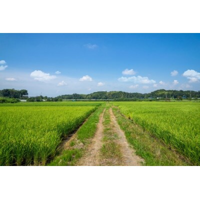 【2024年8月上旬発送】【白米】令和5年産山形県産雪若丸10kg