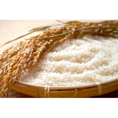 【白米】令和3年産山形県産もがみ誉れ10kg(精米)
