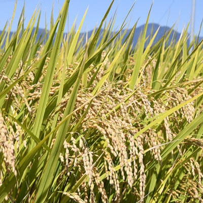 【発送月固定定期便】買い忘れなしで美味しい特別栽培米つや姫5kg(無洗米)が届く全3回