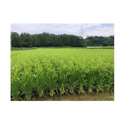 ★令和7年11月から発送予定★甲佐町　上田晋也さんが育てた美味しいお米【玄米30kg】Z