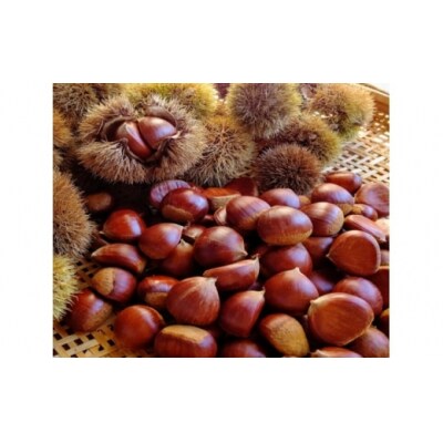 【先行受付】令和8年9月から配送予定★熊本県甲佐町産・上田晋也さんが育てた和栗(2kg)ZA