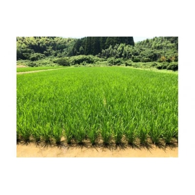 ★令和7年11月から発送予定★甲佐町　上田晋也さんが育てた美味しいお米【白米10kg】Z