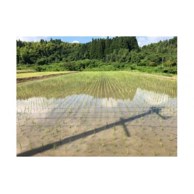 ★令和7年11月から発送予定★甲佐町　上田晋也さんが育てた美味しいお米【白米30kg】Z 