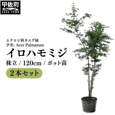 イロハモミジ(伊呂波紅葉)1.2m前後 2本セット【株立】