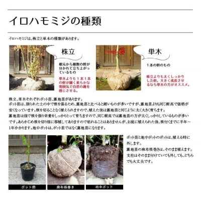 イロハモミジ(伊呂波紅葉)1.2m前後 2本セット【株立】