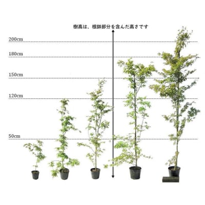イロハモミジ(伊呂波紅葉)1.2m前後 2本セット【株立】