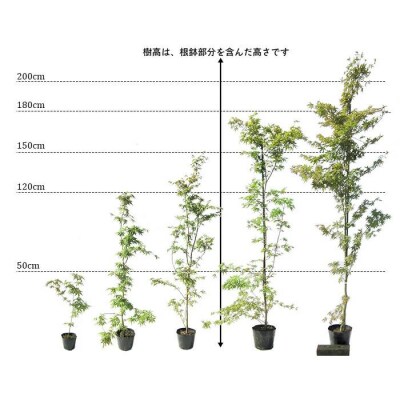 イロハモミジ(伊呂波紅葉)1.2m前後 2本セット【株立】価格改定
