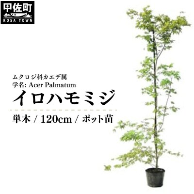 イロハモミジ(伊呂波紅葉)1.2m前後【単木】価格改定