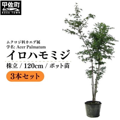 イロハモミジ(伊呂波紅葉)1.2m前後 3本セット【株立】価格改定