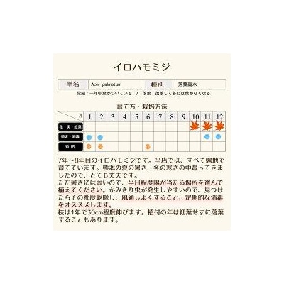 イロハモミジ(伊呂波紅葉)1.2m前後 3本セット【株立】価格改定