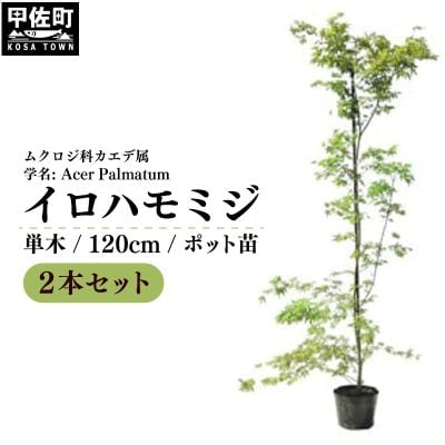 イロハモミジ(伊呂波紅葉)1.2m前後　2本セット【単木】