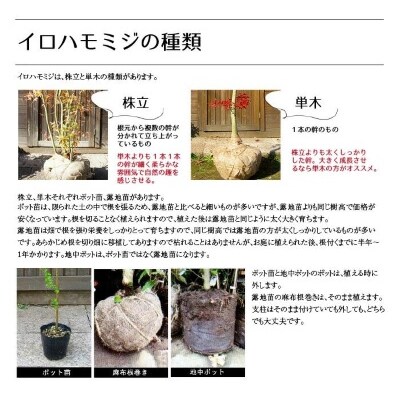 イロハモミジ(伊呂波紅葉)1.2m前後　2本セット【単木】価格改定