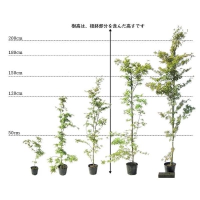 イロハモミジ(伊呂波紅葉)1.2m前後　2本セット【単木】