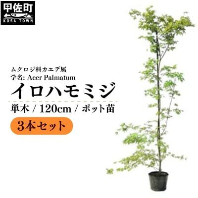 イロハモミジ(伊呂波紅葉)1.2m前後　3本セット【単木】価格改定
