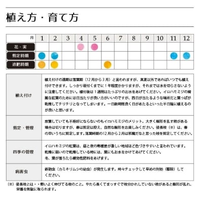 イロハモミジ(伊呂波紅葉)1.2m前後　3本セット【単木】価格改定