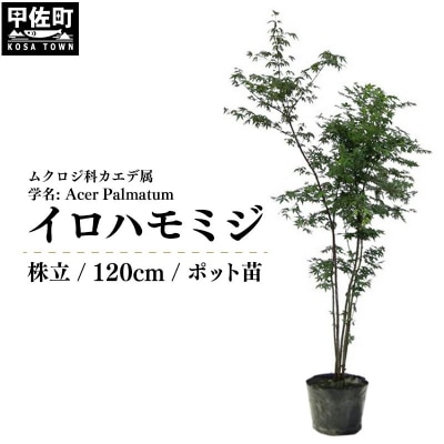 イロハモミジ(伊呂波紅葉)1.2m前後【株立】