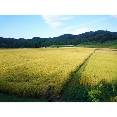 金沢いやさか米 コシヒカリ(精米)10kg