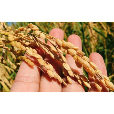 【令和7年産米】美少女イラスト あきたこまち 10kg(5kg×2袋) [No.5325-0192]