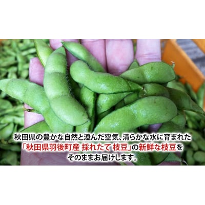 【先行受付】秋田県 羽後町産 枝豆 500g(250g×2)[No.5325-0362]
