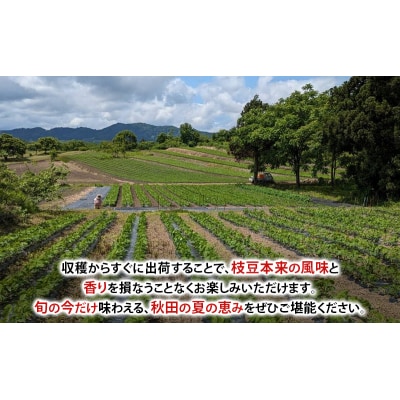 【先行受付】秋田県 羽後町産 枝豆 500g(250g×2)[No.5325-0362]