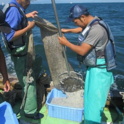 【化粧箱入り】 たっぷり旨みが凝縮された和田島ちりめん(上)600g