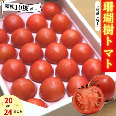 【先行受付】2027年春発送 3月発送 トマト 1kg Sサイズ 20個/24個 冷蔵 珊瑚樹